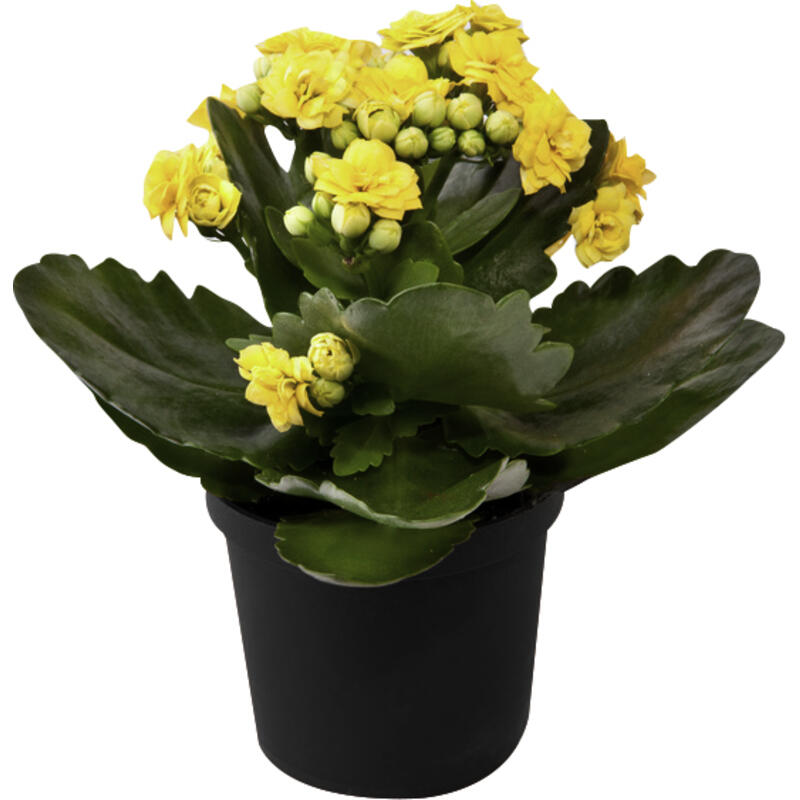 Flor Mini Kalonchoe 6cm 1un