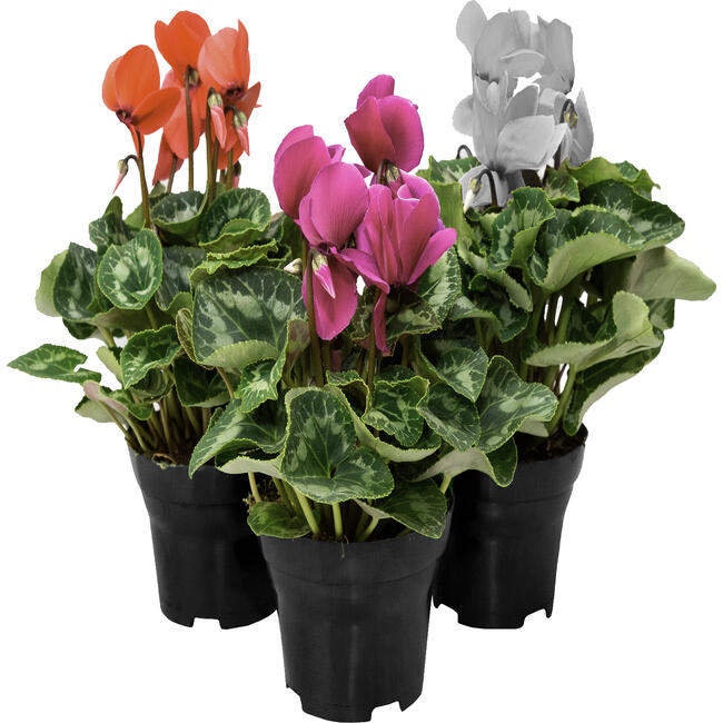 Cyclamen P14 un