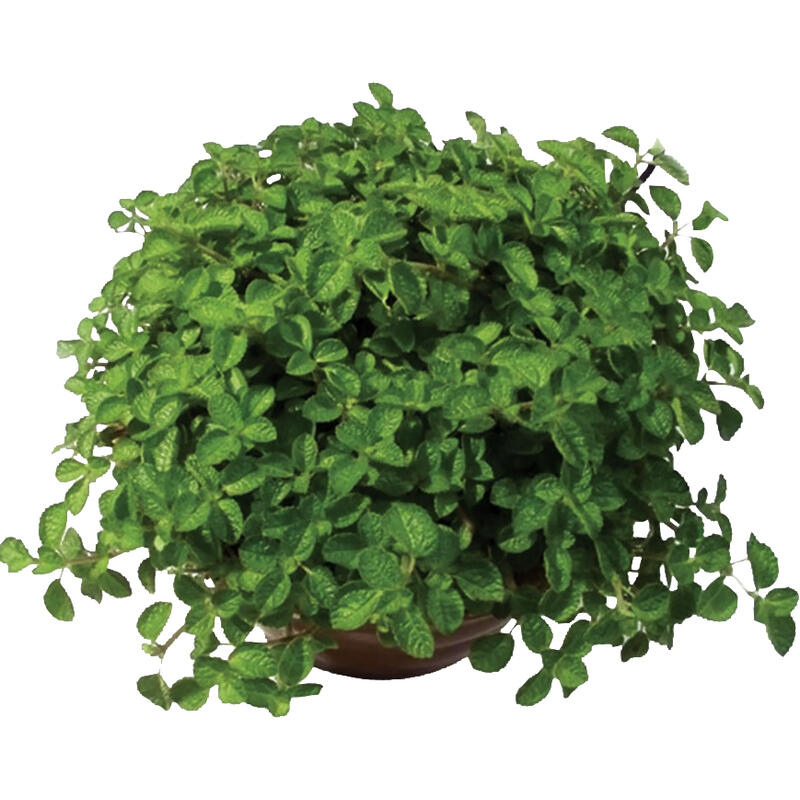 Planta DINHEIRO EM PENCA Pote 21