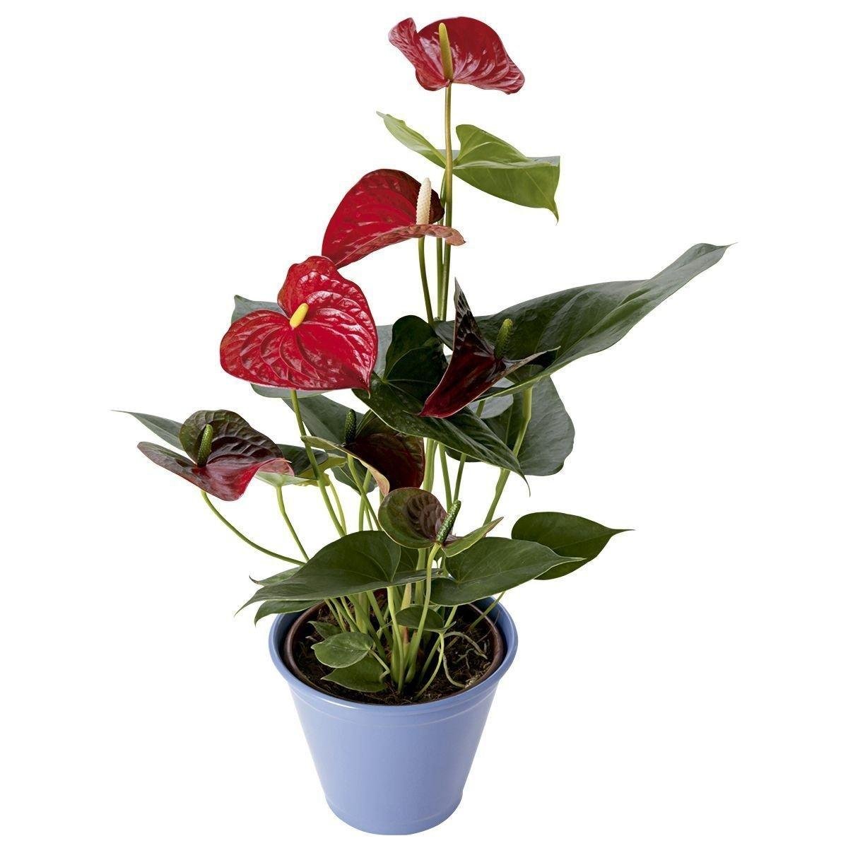 Flor Antúrio Pote 15