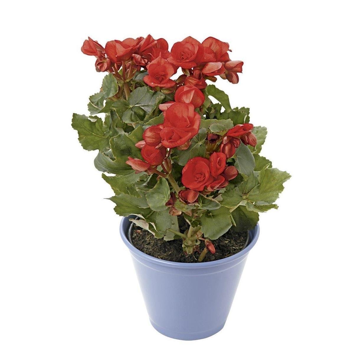 Flor BEGONIA pote 15