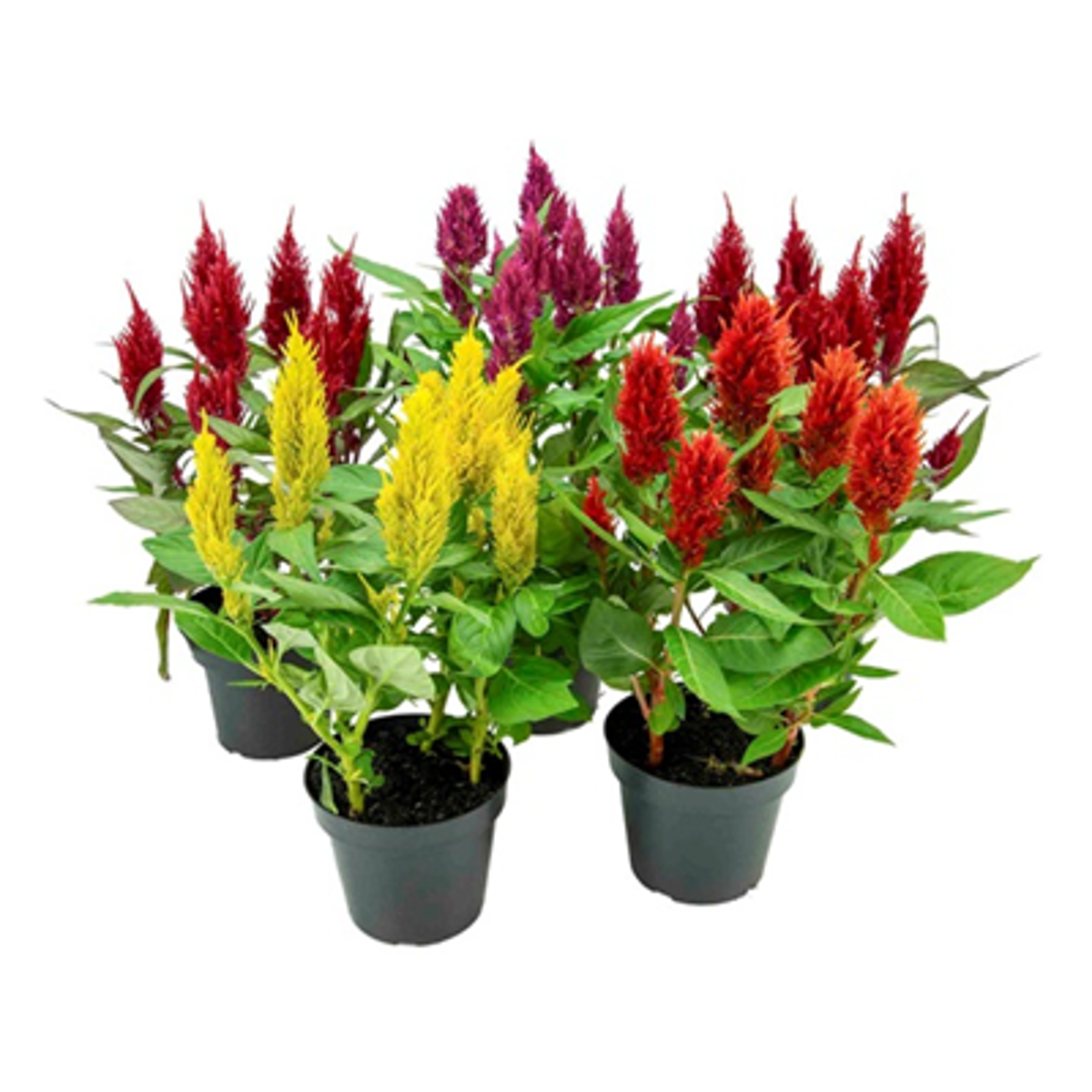 Flor Celosia pote 15