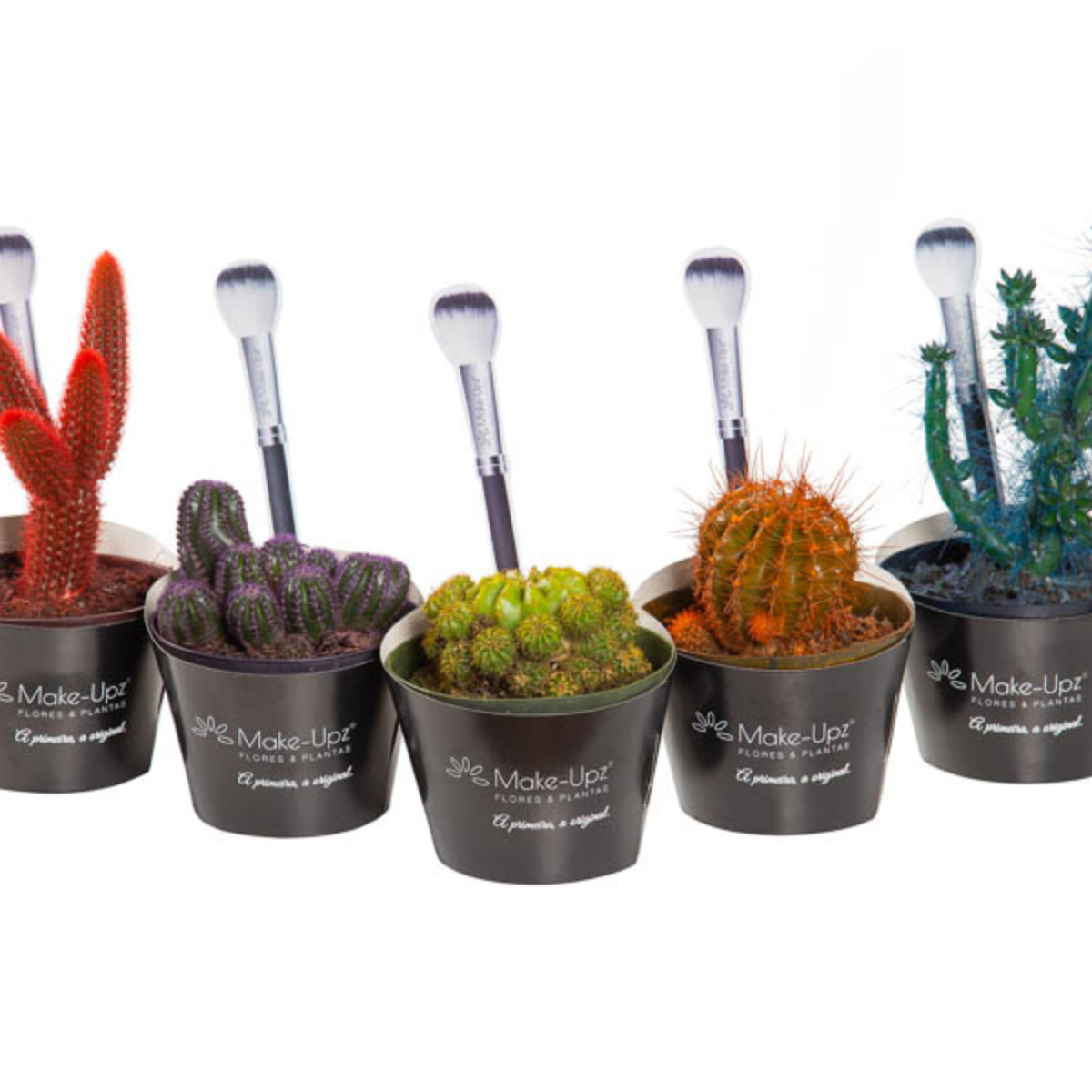 Cactus Colours Decorado P11