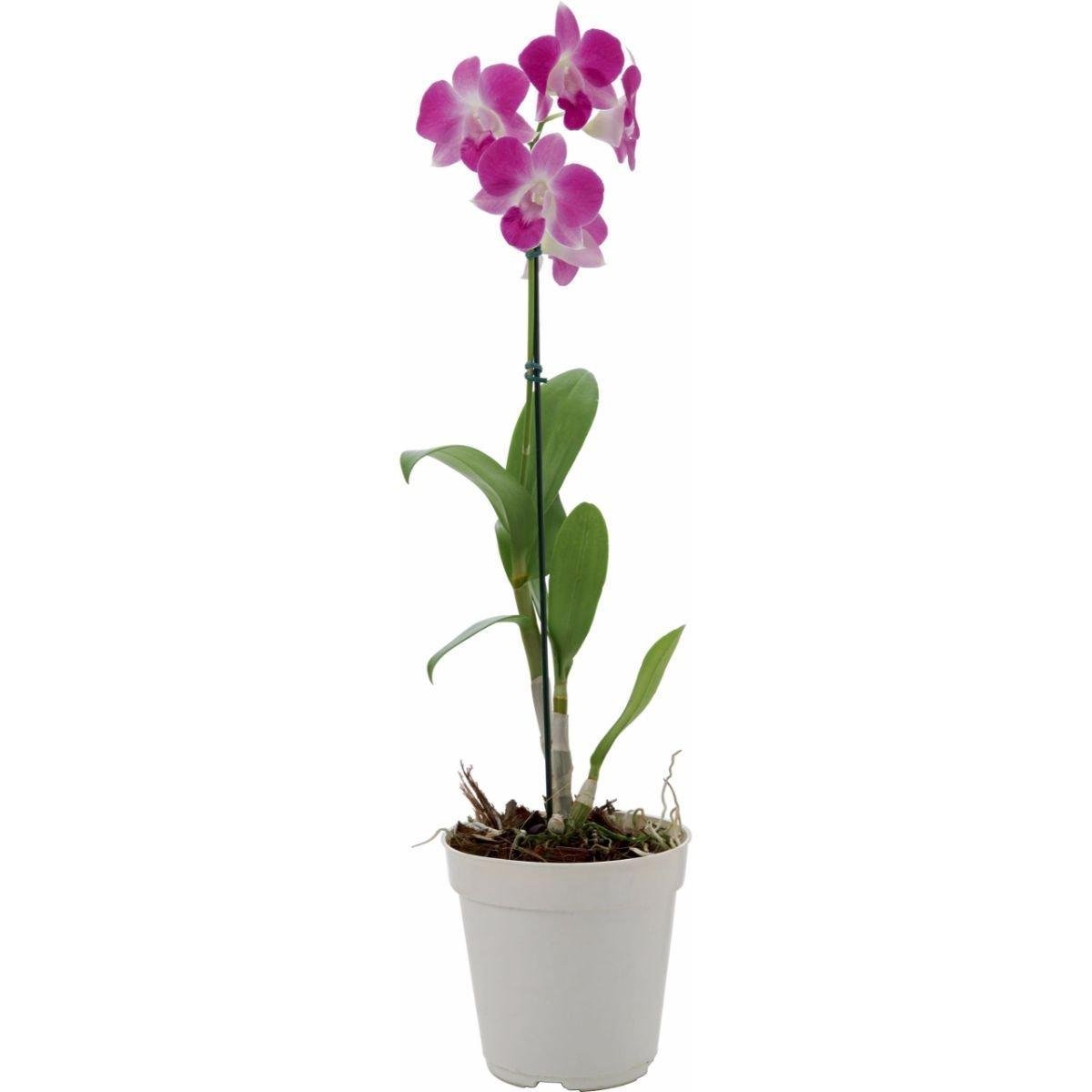 Flor Orquídea Denphalen Pote 12