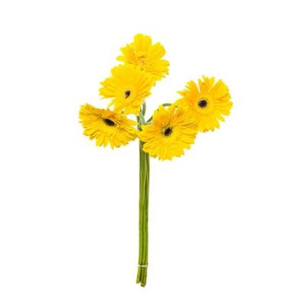 GERBERA MACO