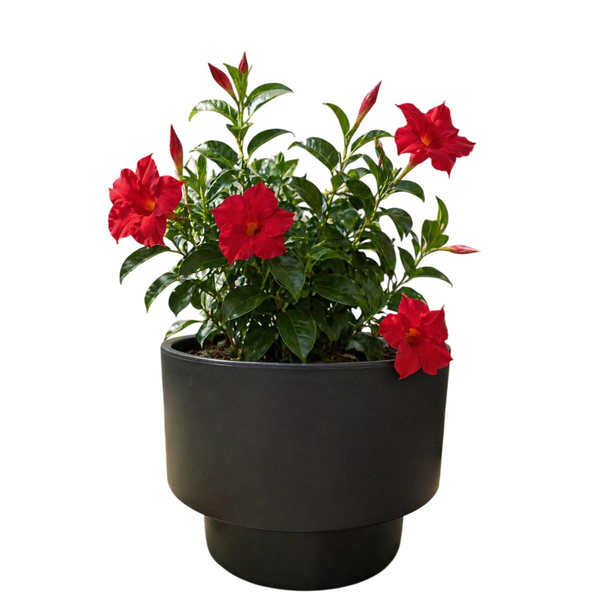 Cachepô Tocatta 17cm - Basics - Cores Sortidas - Ref. 37286