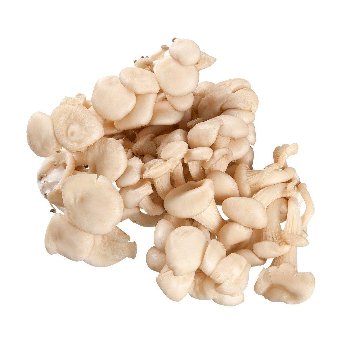 Baby Zucca Cog Shimeji Branco 1Kg