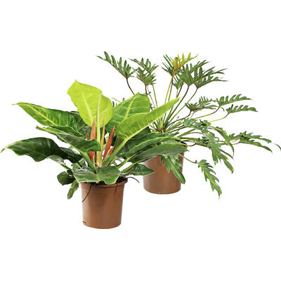Planta Ornamental Unidade
