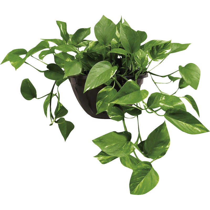 Planta Jiboia Verde Cuia 21
