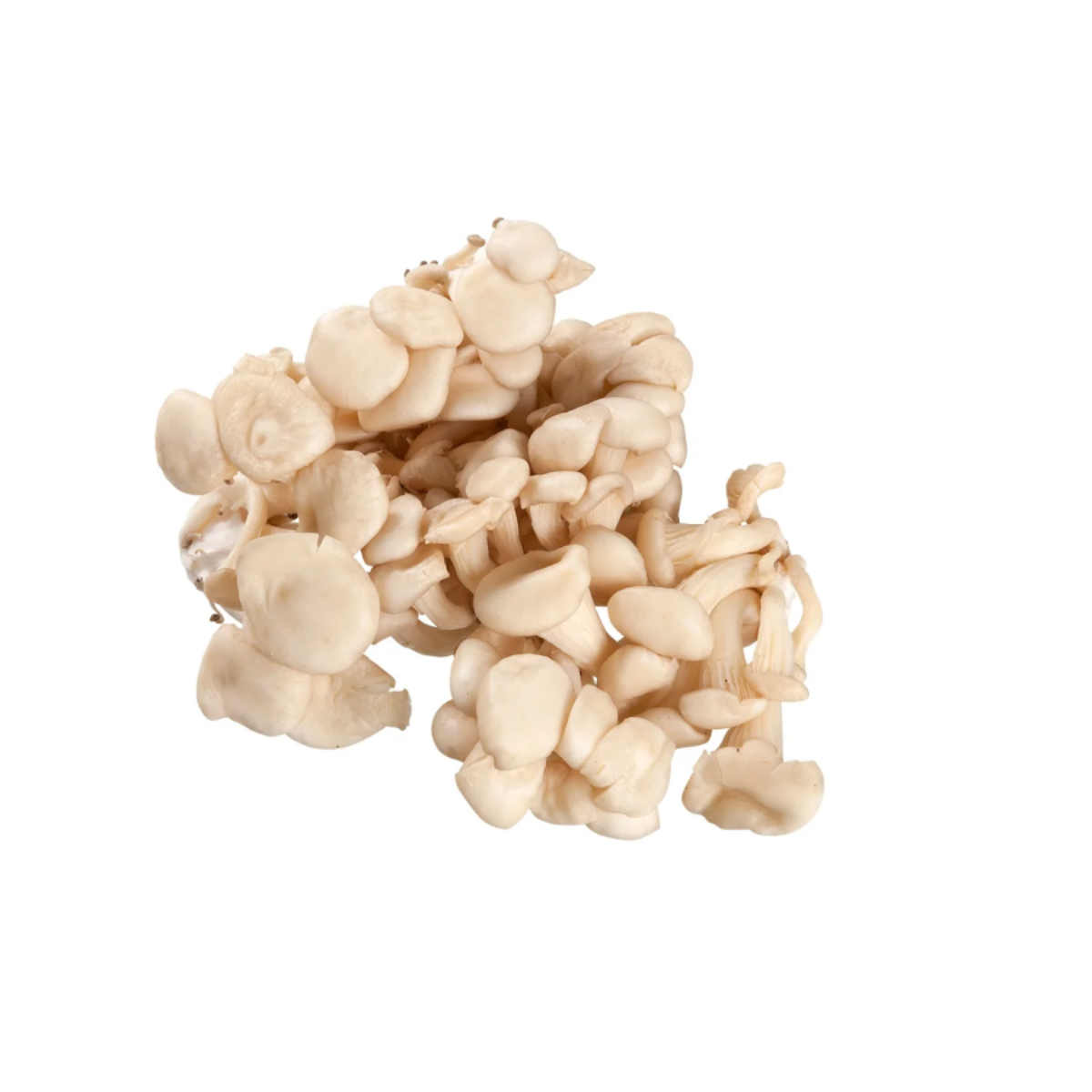 Cogumelo Shimeji Branco 100 Livre 200g