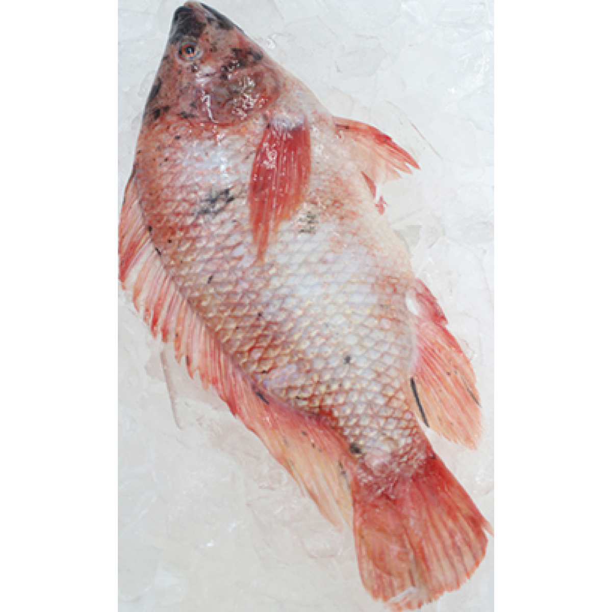 Tilápia Vermelha Inteira Fresca 600g