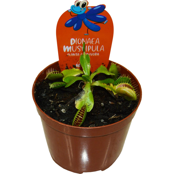 Planta Carnívora Dioneácea - P09 - Ref. P7267